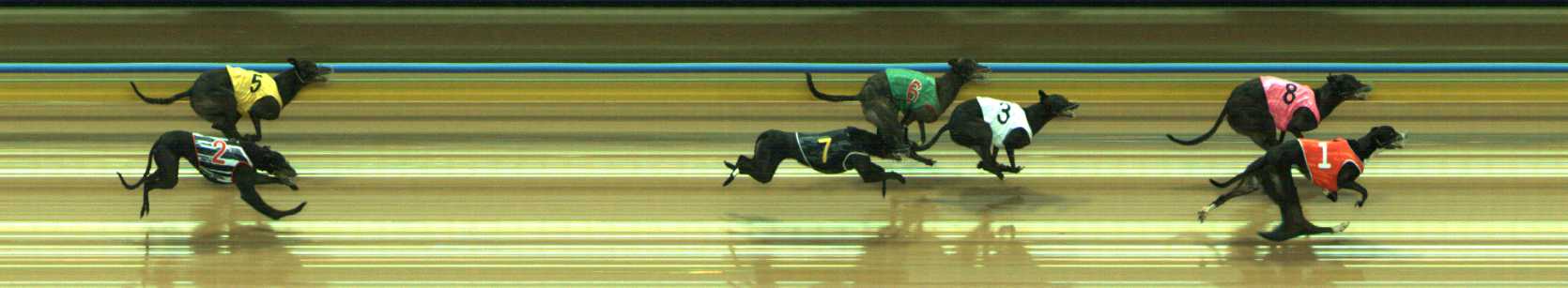 Photo finish for Traralgon Race 5