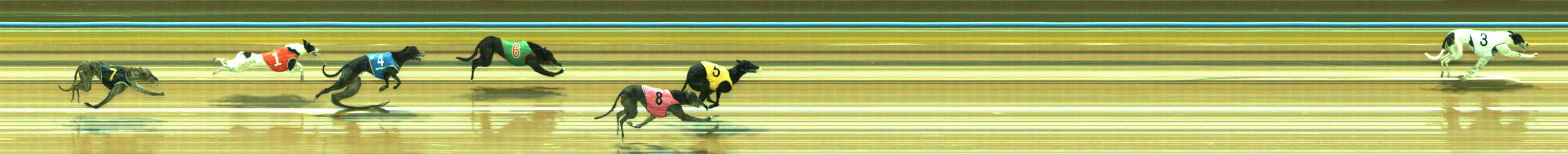 Photo finish for Traralgon Race 7