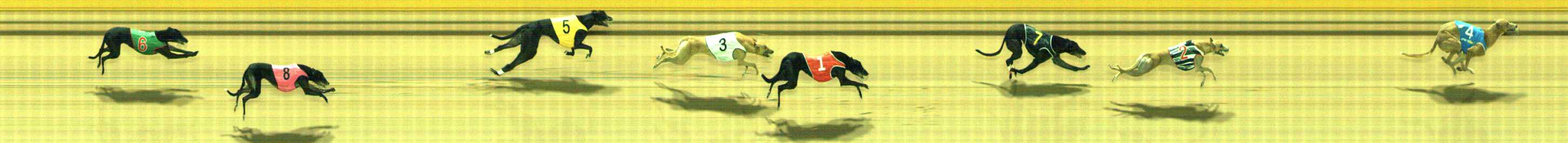 Photo finish for Traralgon Race 11