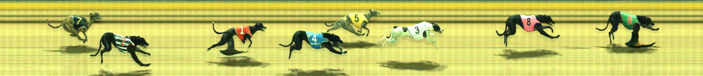 Photo finish for Traralgon Race 12
