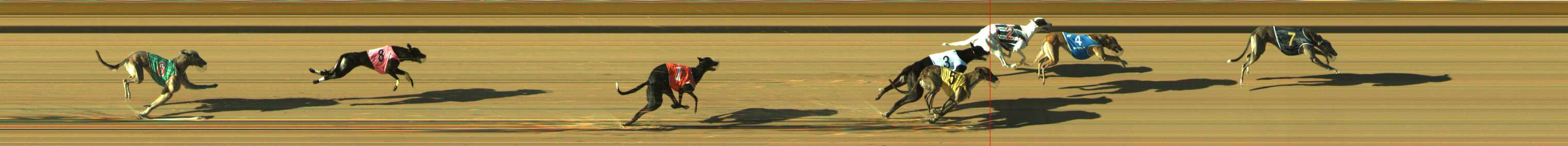 Photo finish for Traralgon Race 2