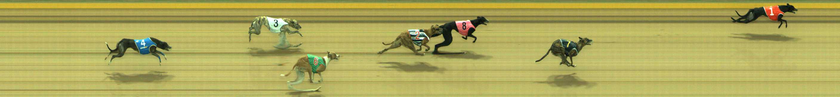 Photo finish for Traralgon Race 5