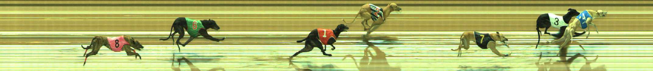 Photo finish for Traralgon Race 12