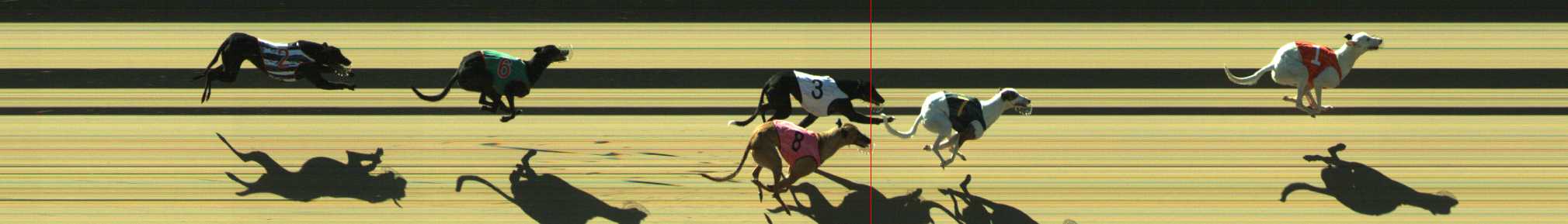 Photo finish for Traralgon Race 1