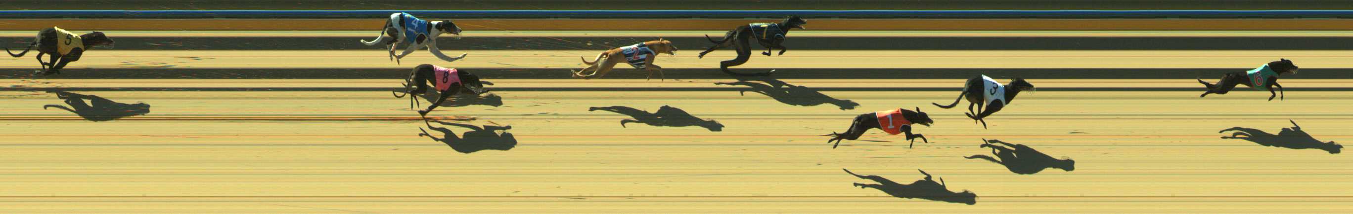 Photo finish for Traralgon Race 4