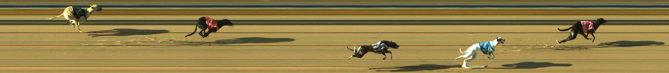 Photo finish for Traralgon Race 2