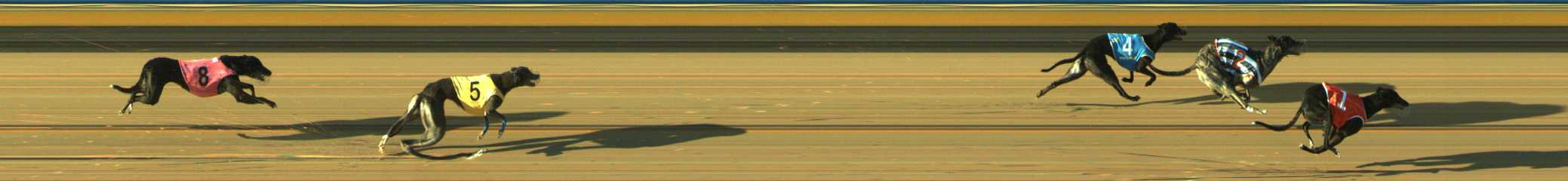 Photo finish for Traralgon Race 3