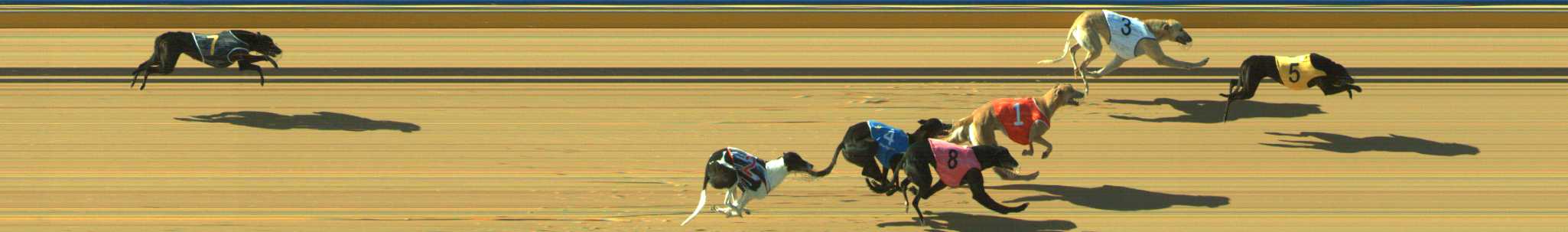 Photo finish for Traralgon Race 1