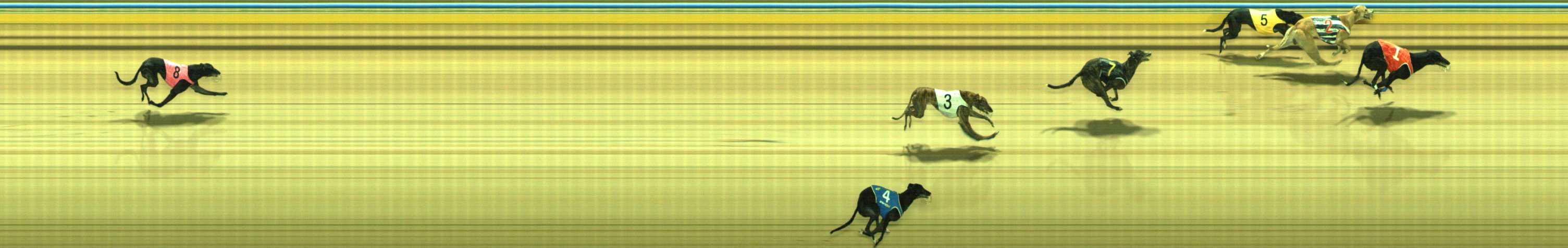 Photo finish for Traralgon Race 12