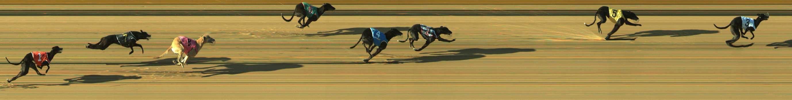 Photo finish for Traralgon Race 2