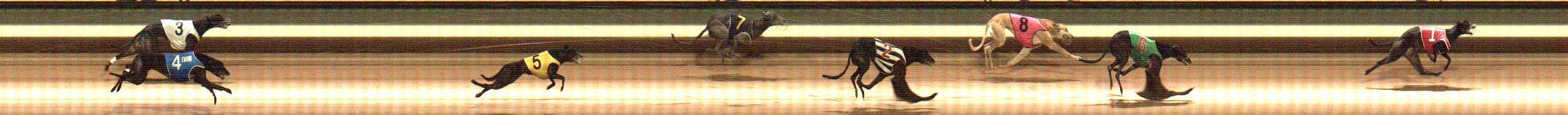 Photo finish for Warragul Race 11