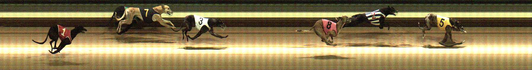 Photo finish for Warragul Race 12