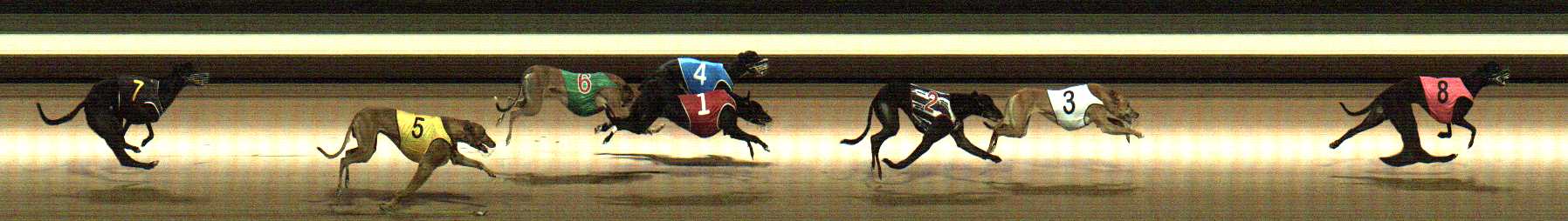 Photo finish for Warragul Race 5