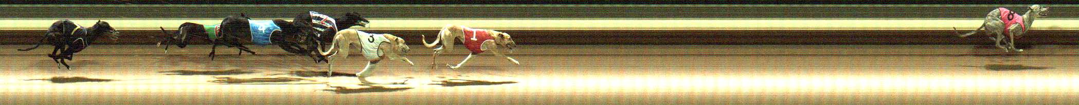 Photo finish for Warragul Race 5