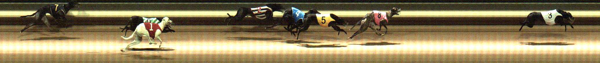 Photo finish for Warragul Race 12