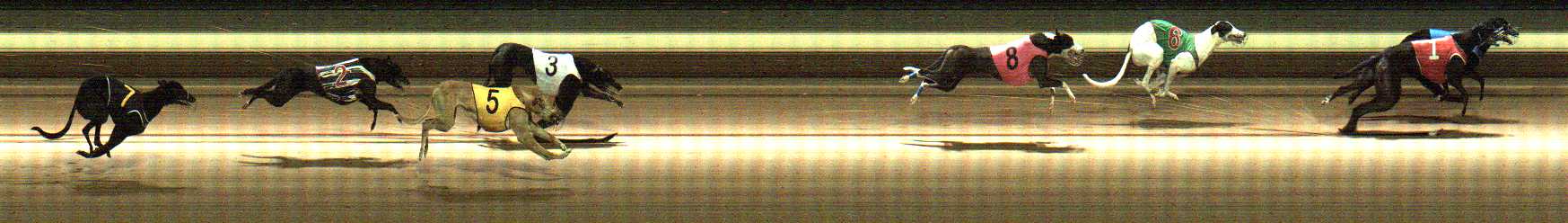 Photo finish for Warragul Race 11