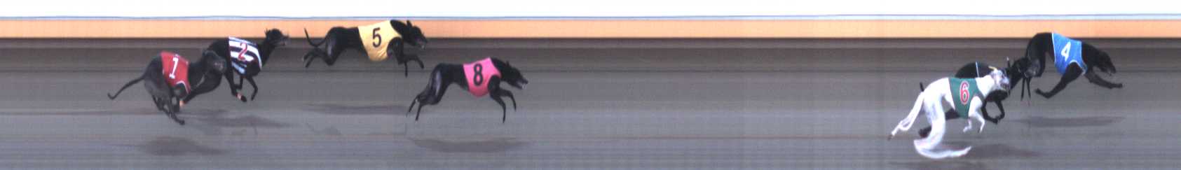 Photo finish for Warrnambool Race 5