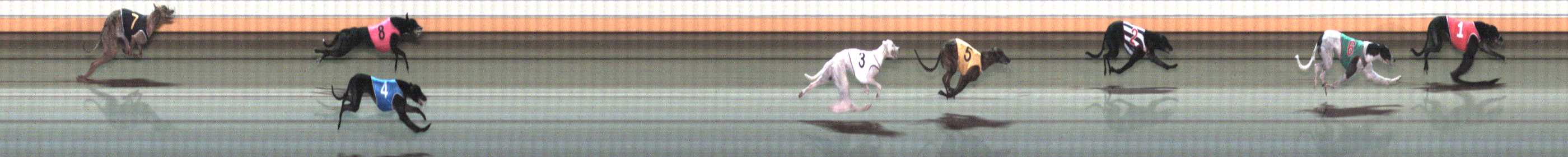 Photo finish for Warrnambool Race 7