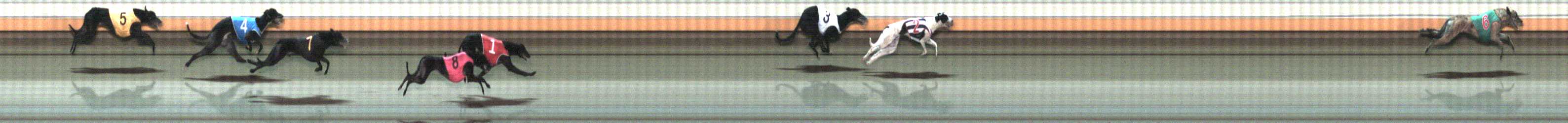 Photo finish for Warrnambool Race 8