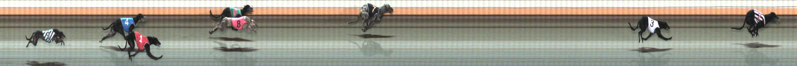 Photo finish for Warrnambool Race 9