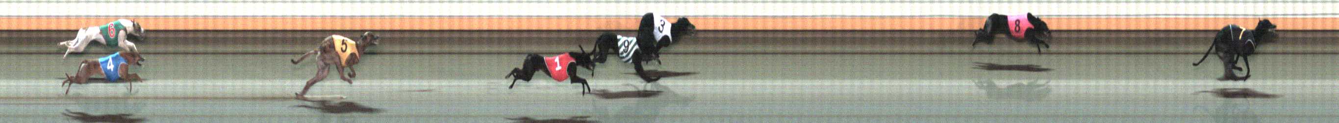 Photo finish for Warrnambool Race 11