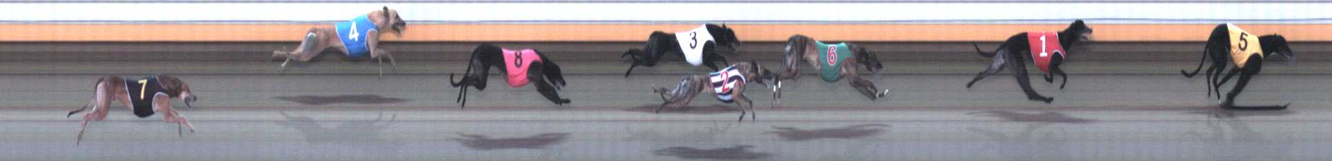 Photo finish for Warrnambool Race 8