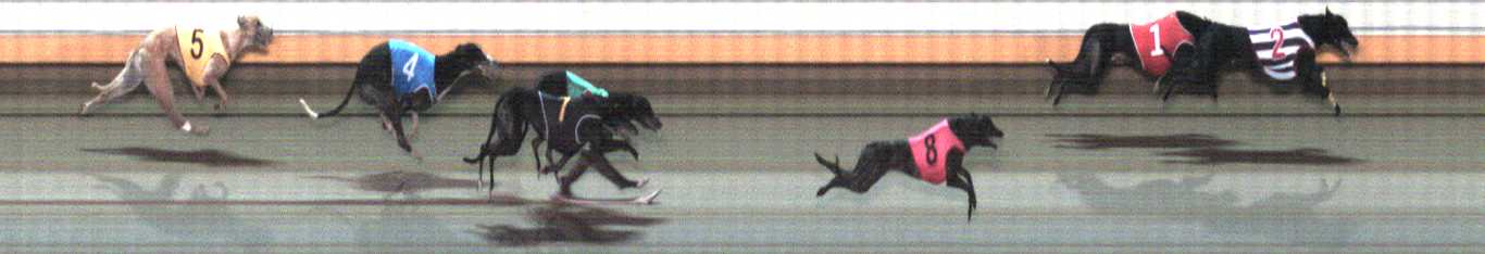 Photo finish for Warrnambool Race 9