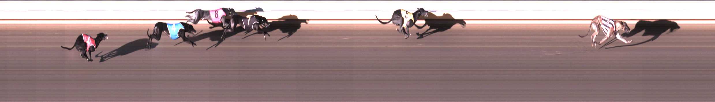 Photo finish for Warrnambool Race 4