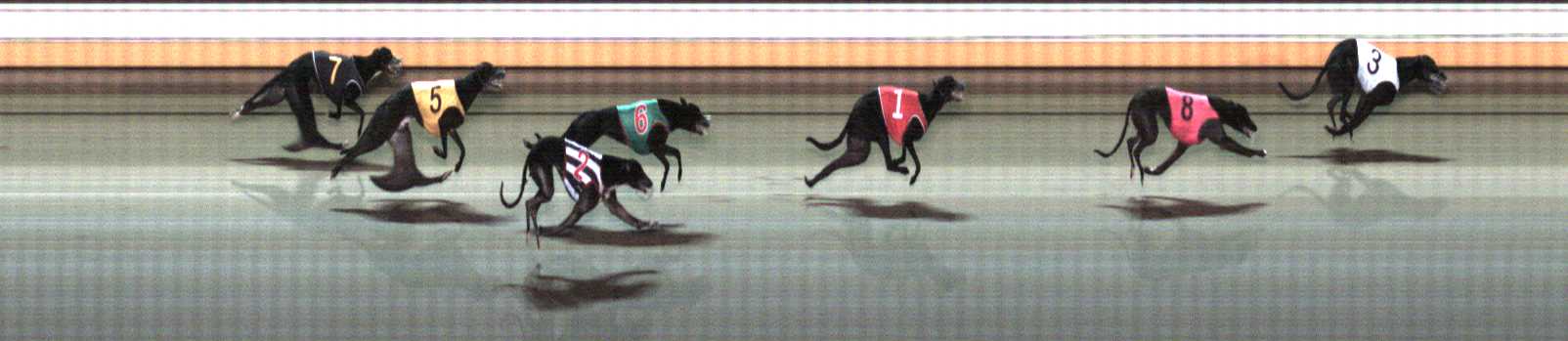 Photo finish for Warrnambool Race 8