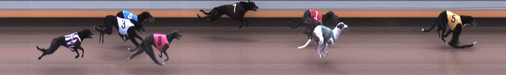 Photo finish for Warrnambool Race 1