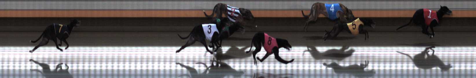 Photo finish for Warrnambool Race 6