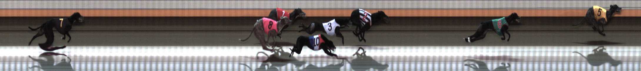 Photo finish for Warrnambool Race 8