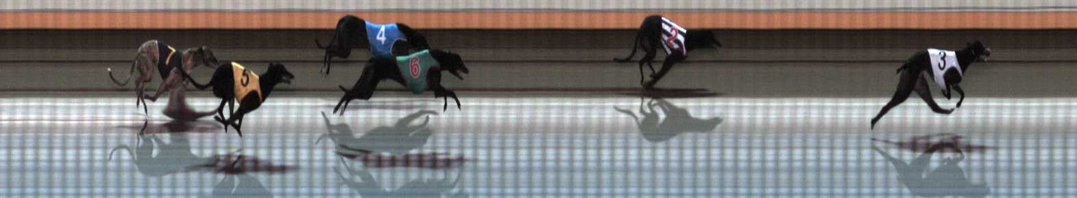 Photo finish for Warrnambool Race 9
