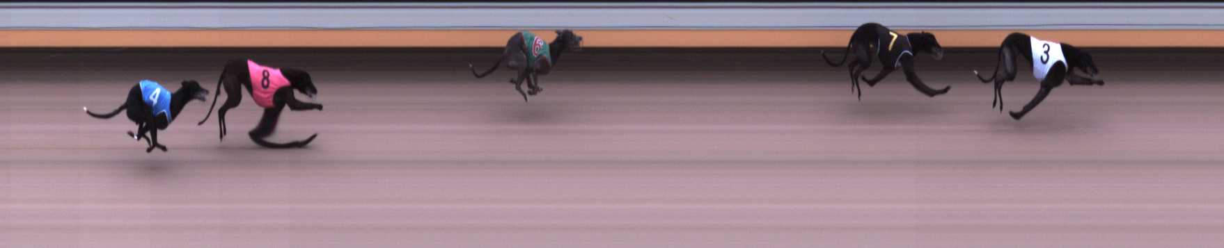 Photo finish for Warrnambool Race 1