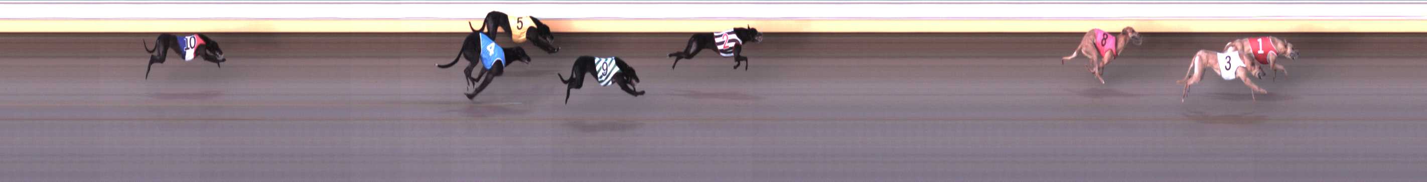 Photo finish for Warrnambool Race 5