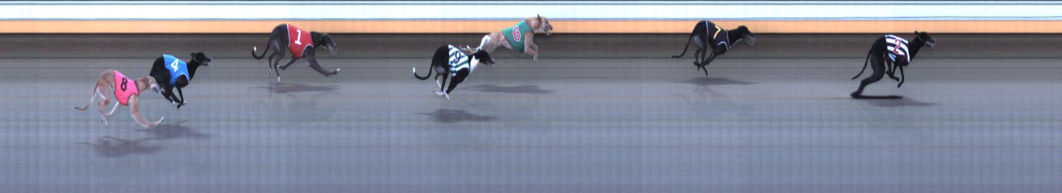 Photo finish for Warrnambool Race 7