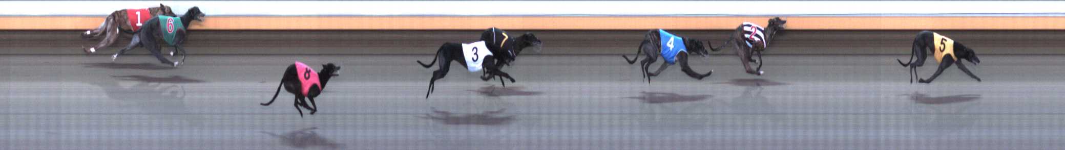 Photo finish for Warrnambool Race 8