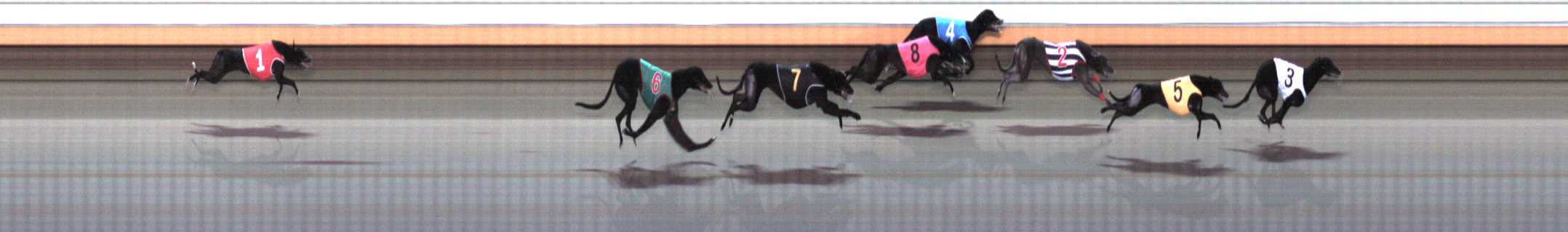 Photo finish for Warrnambool Race 9