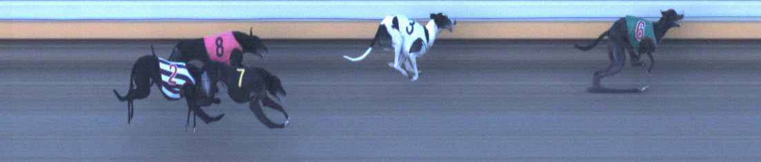 Photo finish for Warrnambool Race 7
