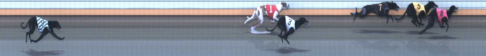 Photo finish for Warrnambool Race 8