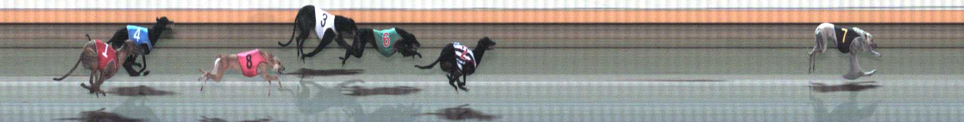 Photo finish for Warrnambool Race 10