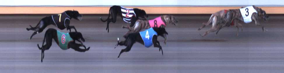 Photo finish for Warrnambool Race 5