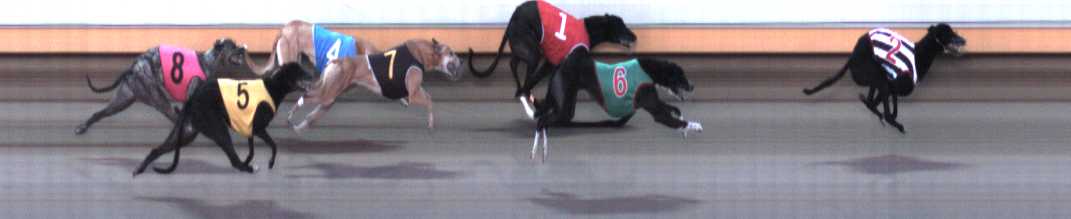 Photo finish for Warrnambool Race 8