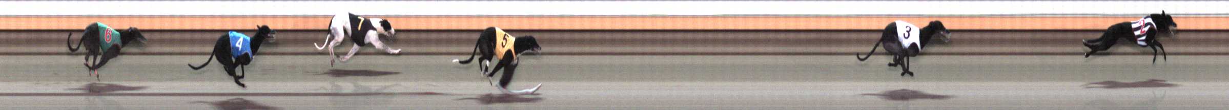 Photo finish for Warrnambool Race 9
