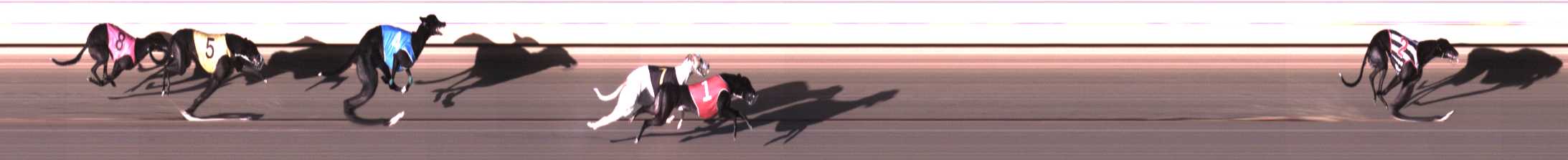 Photo finish for Warrnambool Race 4