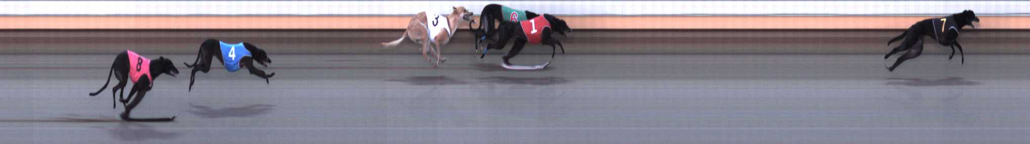 Photo finish for Warrnambool Race 8