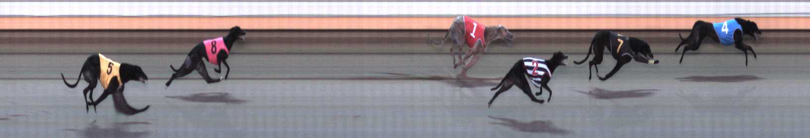 Photo finish for Warrnambool Race 9