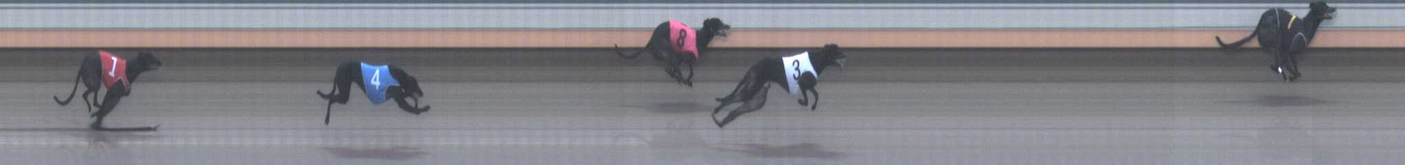Photo finish for Warrnambool Race 8