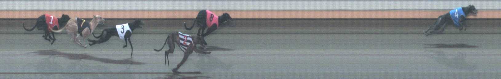 Photo finish for Warrnambool Race 11