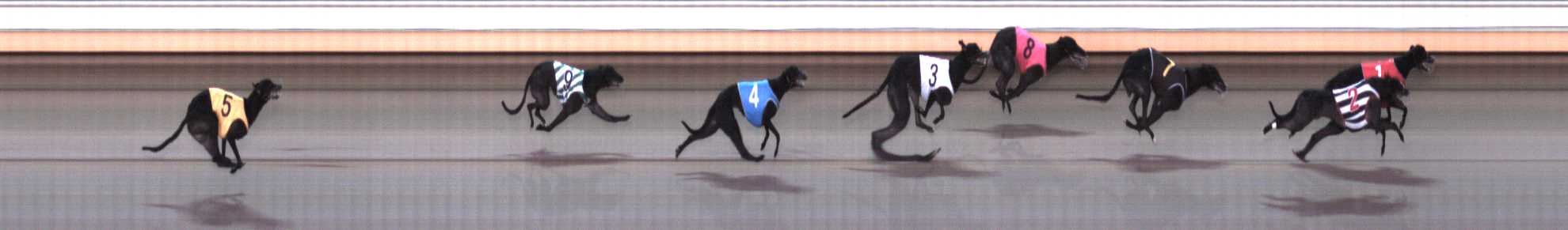 Photo finish for Warrnambool Race 8